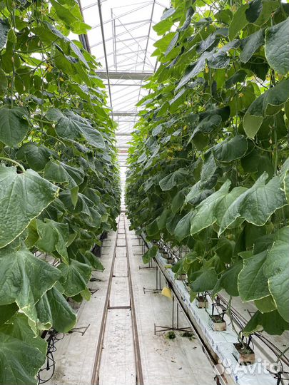 Тепличный комплекс 