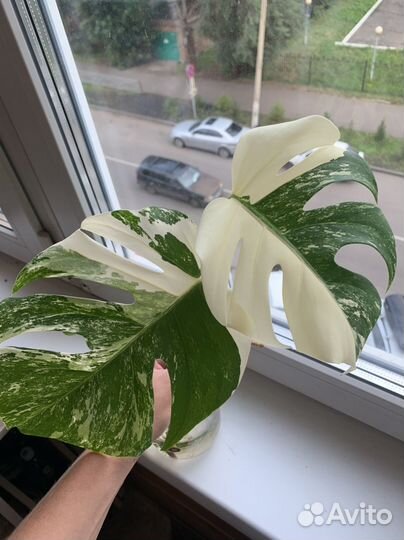 Монстера вариегатная альба 3 листа