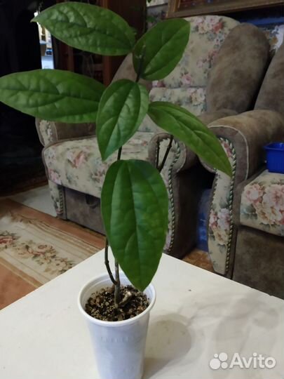 Клеродендрум