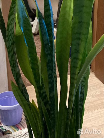Сансевиерия (щучий хвост)