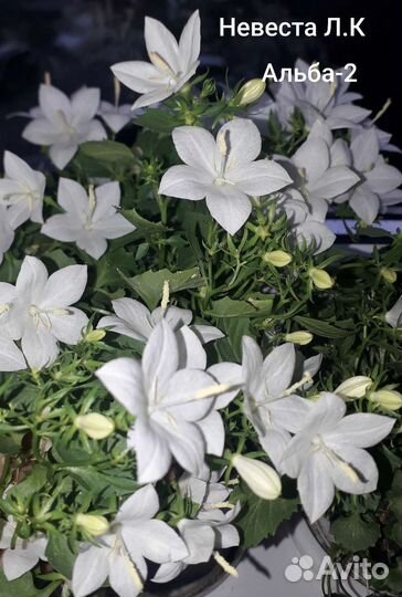 Кампанула жених, невеста,любовники