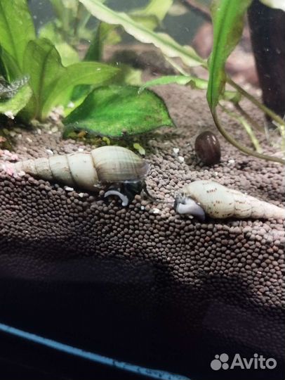 Улитки милания