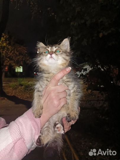 Кошка