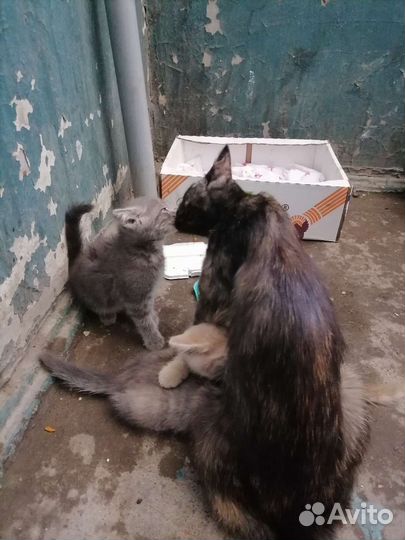 Котята в добрые руки бесплатно