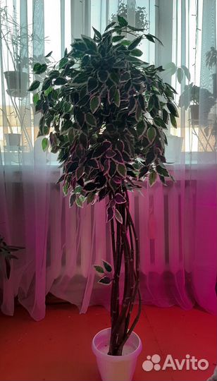 Декоративное дерево