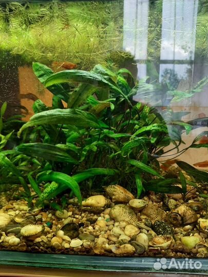 Аквариумные растения