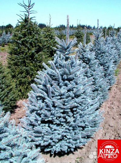 Ель голубая с гарантией