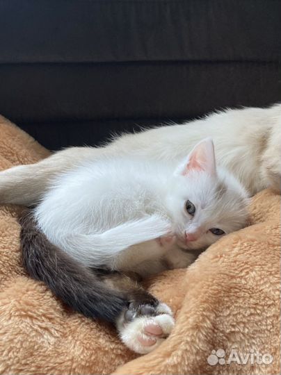 Котенок белый мальчик
