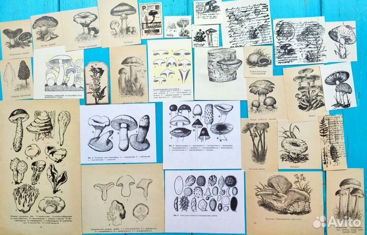 Ботаническиие наборы грибы, растения