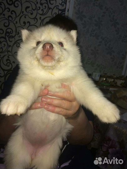Чистокровные щенки хаски