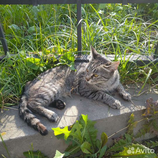 Кошка с 
