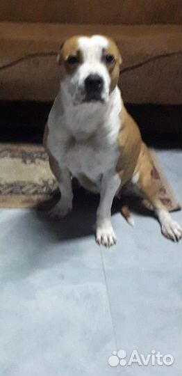 Американский стаффордширский терьер