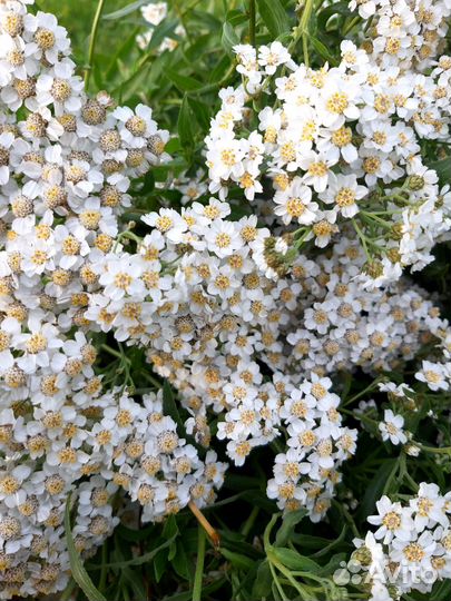 Тысячелистник