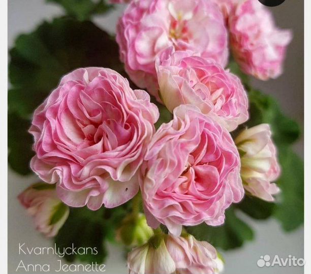 Пеларгония Kvarnlyckans Anna-Jeanette