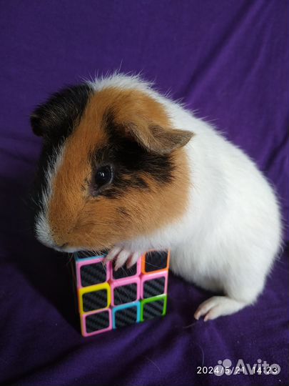 Морские свинки Тедди. С клеточками