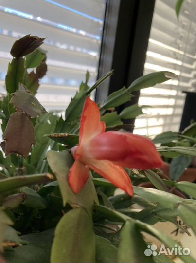 Декабрист, фикус бенждамина