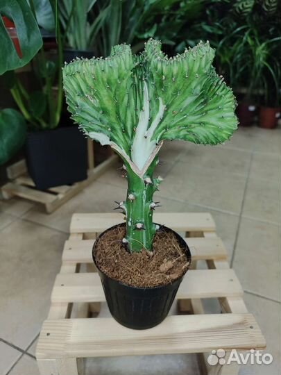 Эуфорбия лактея кристата