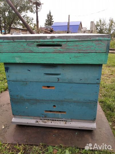 Пчёлы.Семьи