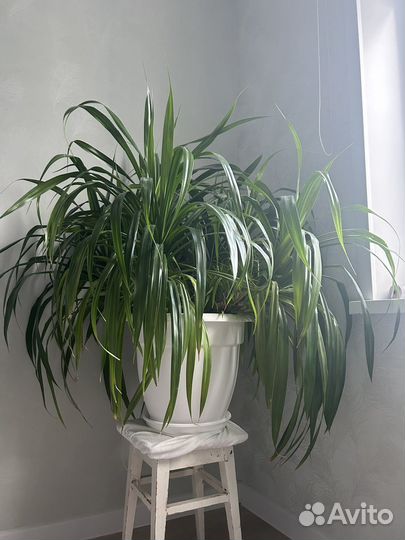 Пальма панданус