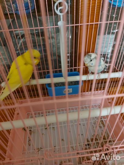 Попугай 2 шт