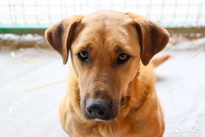 Метис лабрадора в дар
