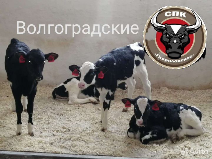 Бычки на откорм