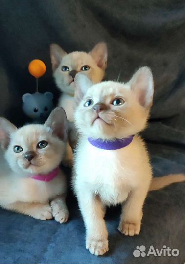 Бурманская любовь на все 100