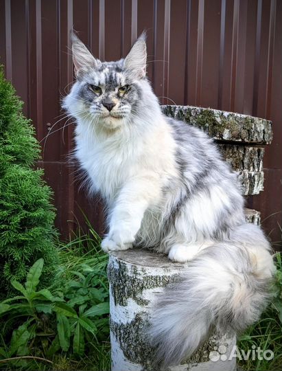Кошка Мейн-кун