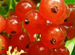 Смородина черная белая красная Крыжовник 3 вида