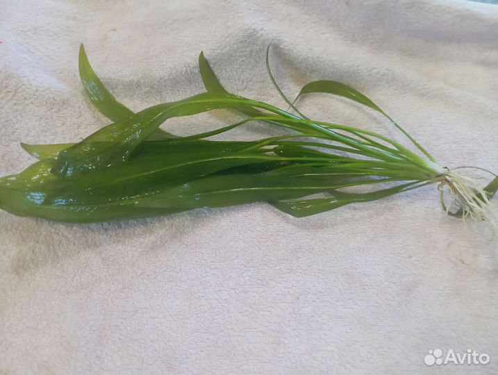 Эхинодорус