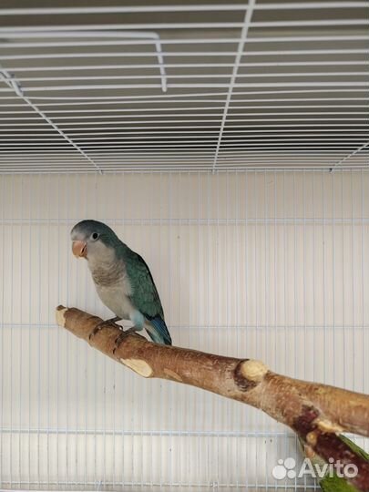 Попугай монах ручные выкормыши