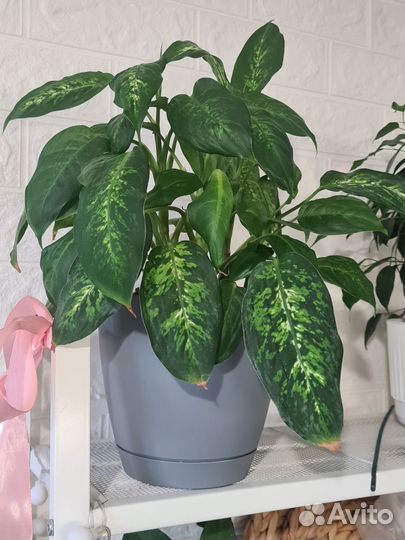 Диффенбахия