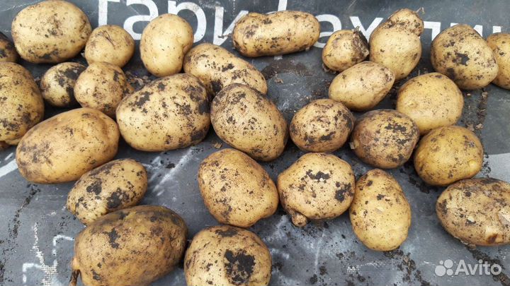 Картофель сорт Гала