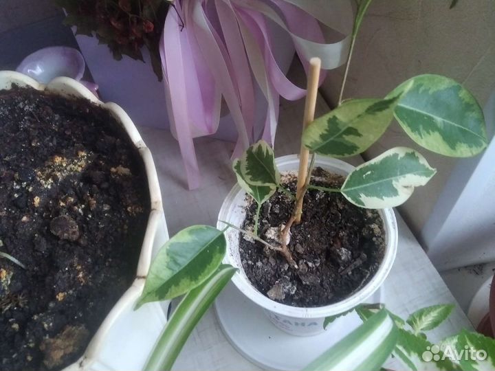 Разные цветы