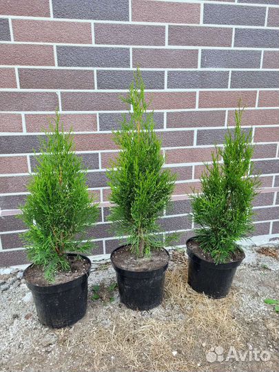 Туя смарагд