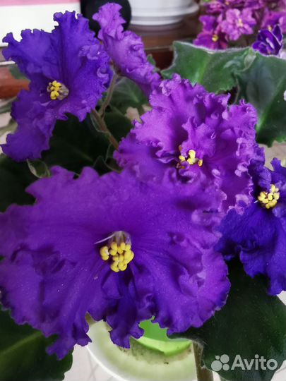 Фиалка в горшках