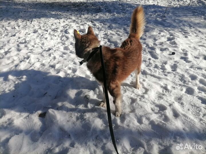 Хаски - рыжий