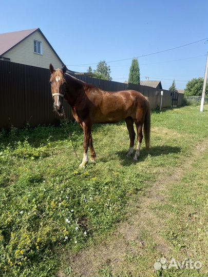 Лошадь кобыла