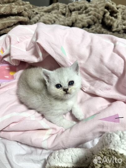 Британская серебристая девочка последняя