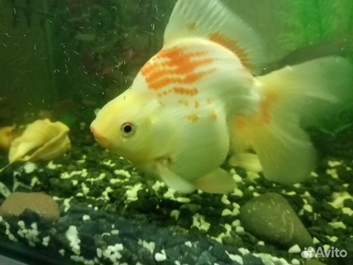 Аквариумная рыбка