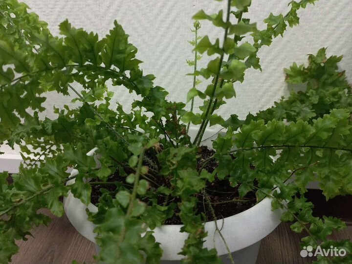 Папоротник для офиса