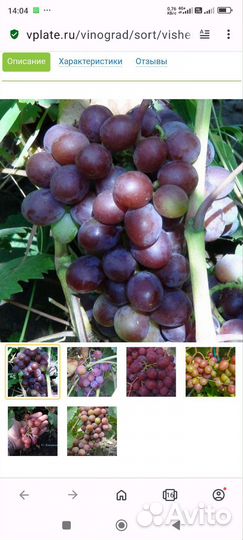 Черенки винограда