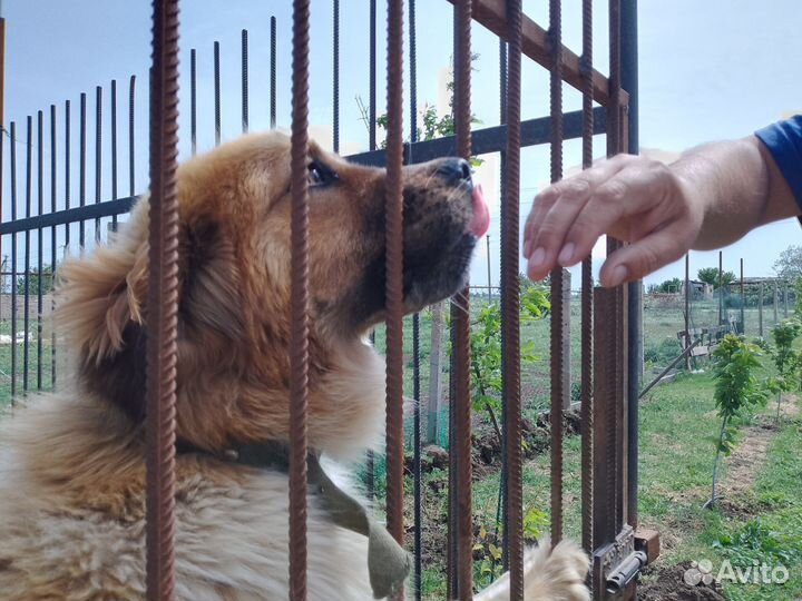 Щенки Московской сторожевой (фото папы и мамы)