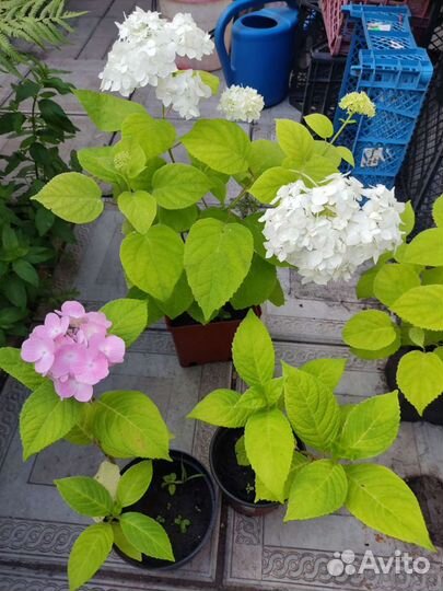 Ива, гортензия, клематис, жимолость каприфоль