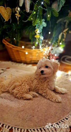 Мальтипу ф1 мини