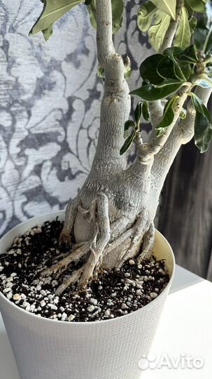 Адениум крупномер