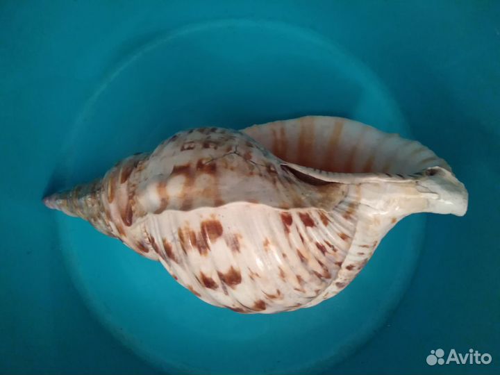 Большая морская раковина