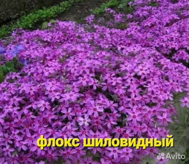 Почвопокровные растения для сада,не прихотливые