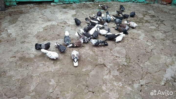 Домашние голуби