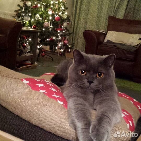 Передержка кошек домашняя